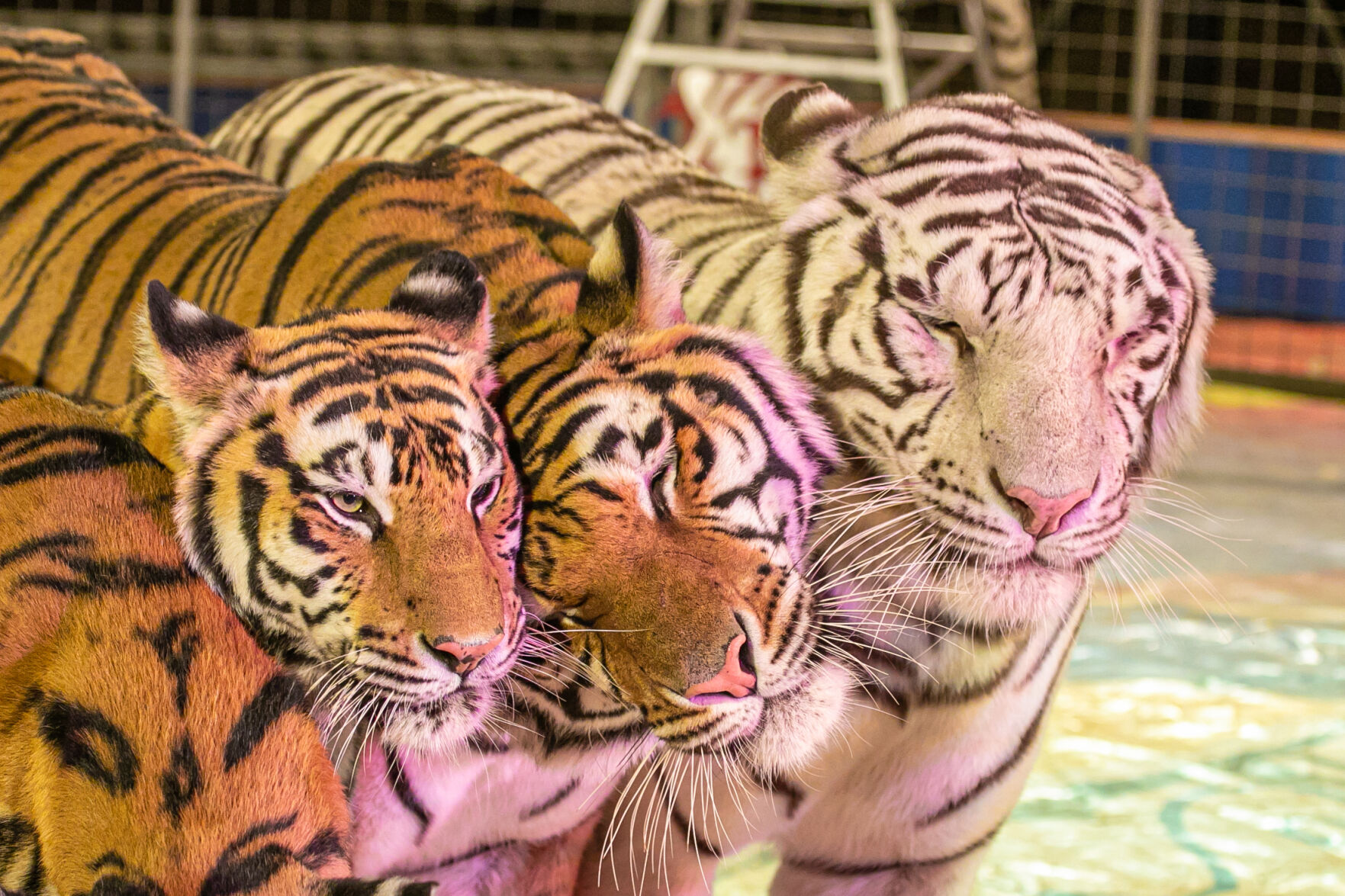 Carden Circus - tigers